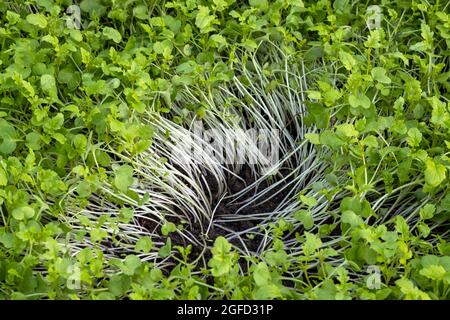 Senf-Mikrogemüse aus nächster Nähe für eine gesunde Ernährung. Stockfoto