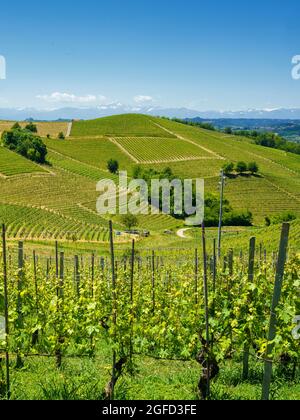Ländliche Weinlandschaft im Frühling in Langhe, Provinz Cuneo, Piemont, Italien, UNESCO-Weltkulturerbe. Stockfoto