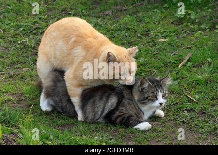 Ingwer-Katze kämpft mit einer grauen Katze auf der Straße im Garten. Stockfoto