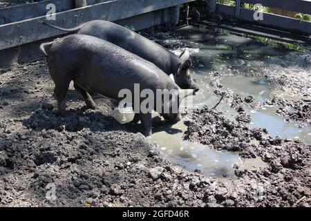 Schweine trinken Wasser aus einem Trog an einem schönen sonnigen Sommertag. Stockfoto