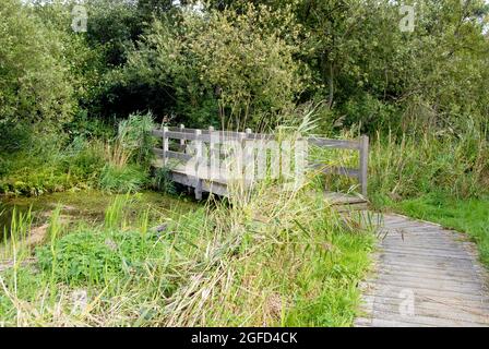 Promenade und Holzbrücke über kleinen Bach in den Norfolk Broads, Norfolk, England Stockfoto