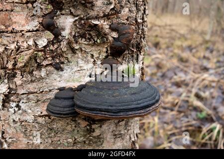 Der Chaga-Pilz auf der Birke, hat die medizinischen Eigenschaften. Stockfoto