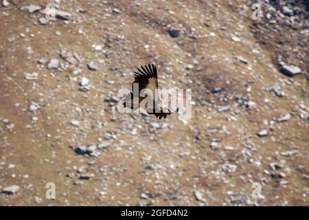 Himalaya-Gänsegeier (Gyps himalayensis). Im Flug. Der Himalaya-Geier (Gyps himalayensis) oder Himalaya-Gänsegeier ist ein Geier der Alten Welt Stockfoto