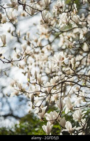 Weiße Blütenblätter der chinesischen Magnolie, die Laubsorte Magnolia soulangeana, AKA Saucer Magnolia, blühen im Frühling vor den Blättern. Stockfoto