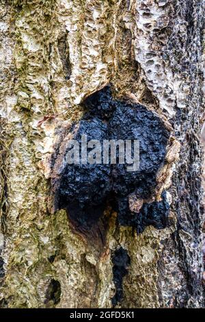 Chaga-Pilz auf einer Birke Nahaufnahme. Hat heilende Eigenschaften, Behandlung von Krankheiten und Krebs. Stockfoto