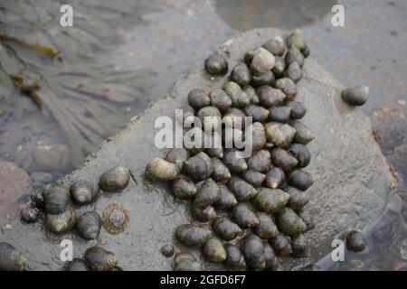 Herzmuscheln bei Ebbe in der Nähe von Lyme Regis, Großbritannien Stockfoto