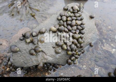 Herzmuscheln bei Ebbe in der Nähe von Lyme Regis, Großbritannien Stockfoto