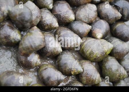 Herzmuscheln bei Ebbe in der Nähe von Lyme Regis, Großbritannien Stockfoto