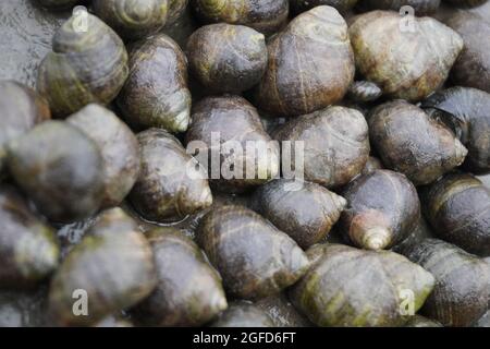 Herzmuscheln bei Ebbe in der Nähe von Lyme Regis, Großbritannien Stockfoto