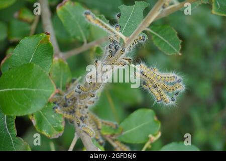 Kaupeln mit Weißschmetterling Stockfoto