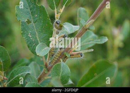 Kaupeln mit Weißschmetterling Stockfoto