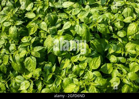 Setzlinge von jungen grünen Pfeffer, Foto Draufsicht Stockfoto