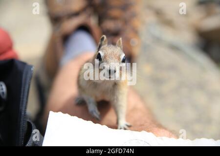 Chipmunk auf einem Wanderer in den Berg Stockfoto