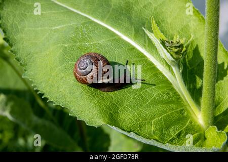 Schöne Schnecke aus der Nähe auf einem grünen Blatt im Garten Stockfoto