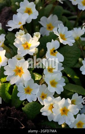 Weiße Primellblumen aus der Nähe, erste Frühlingsblumen. Stockfoto