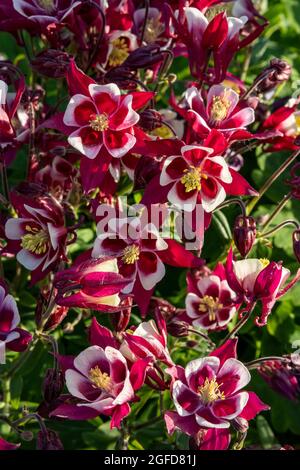 Die Blume ist ein wunderschöner dunkelroter Blumenhintergrund für Entspannung und Design und heißt Aquilegia Stockfoto