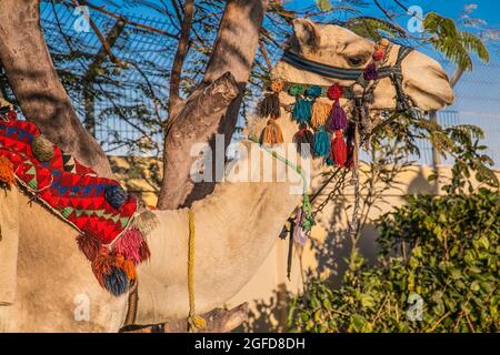 Das Kamel in Hurghada, Ägypten Stockfoto
