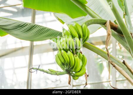 Musa Junge grüne Bananenfrucht wächst in den Tropen. Bananen auf dem Baum. Musaceae-Familie Stockfoto