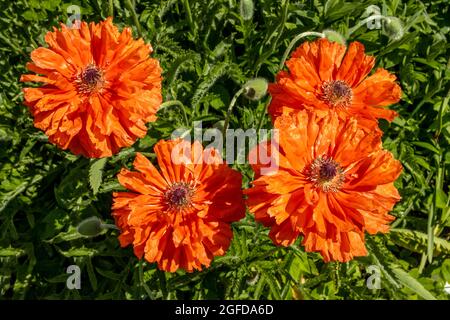 Schöne orange Mohnblumen blühen im Garten, schöne florale Hintergrund Stockfoto