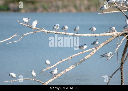 Viele Kittiwakes, die auf Baumzweigen auf einem Feuchtbiotsee thronten, einige flattern mit den Flügeln. Eine Vielzahl von Wasservögeln Stockfoto