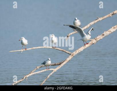 Viele Kittiwakes, die auf Baumzweigen auf einem Feuchtbiotsee thronten, einige flattern mit den Flügeln. Eine Vielzahl von Wasservögeln Stockfoto