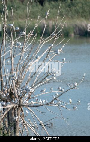 Viele Kittiwakes, die auf Baumzweigen auf einem Feuchtbiotsee thronten, einige flattern mit den Flügeln. Eine Vielzahl von Wasservögeln Stockfoto