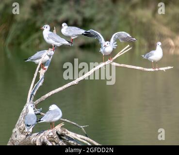 Viele Kittiwakes, die auf Baumzweigen auf einem Feuchtbiotsee thronten, einige flattern mit den Flügeln. Eine Vielzahl von Wasservögeln Stockfoto