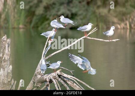 Viele Kittiwakes, die auf Baumzweigen auf einem Feuchtbiotsee thronten, einige flattern mit den Flügeln. Eine Vielzahl von Wasservögeln Stockfoto