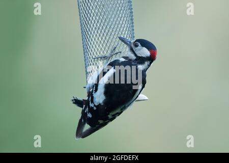 Great Spotted Woodpecker, High Batts Nature Reserve, in der Nähe von Ripon, North Yorkshire Stockfoto