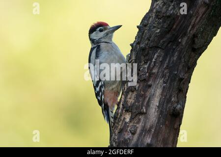 Great Spotted Woodpecker, High Batts Nature Reserve, in der Nähe von Ripon, North Yorkshire Stockfoto