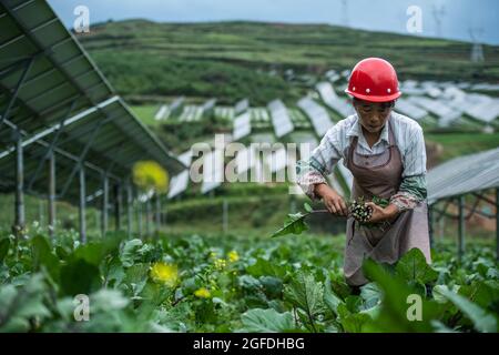 Weining, Chinas Provinz Guizhou. August 2021. Dorfbewohner pflücken