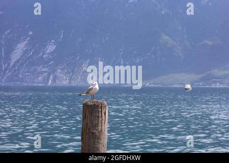 Limone Italien August 2021 Gardasee: Möwe sitzt auf der Stange im Hintergrund der See und die Berge Stockfoto