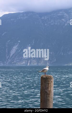 Limone Italien August 2021 Gardasee: Möwe sitzt auf der Stange im Hintergrund der See und die Berge Stockfoto