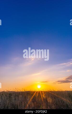 Gras auf dem Nordseedeich im Dorf Westerhever in der Abendsonne, Halbinsel Eiderstedt, Nordfriesland, Schleswig-Holstein, Norddeutschland Stockfoto