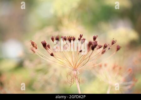 Pflanzen und Gärten - die attraktiven Sämeköpfe einer Zierzwiebel, kann Allium ‘Millenium ein natürliches, mehrsaisonales Interesse bieten und bis in den Herbst hinein Stockfoto