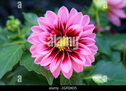 Dahlia Amazone aus nächster Nähe Stockfoto