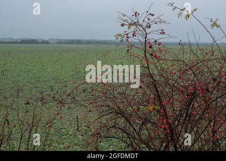 Briar, wilder Hagebuttenstrauch in der Natur. Landschaft des Spätherbst. Hunderose, Bunch Ast Rosehips, verschiedene Arten Rosa canina Hüften. Stockfoto