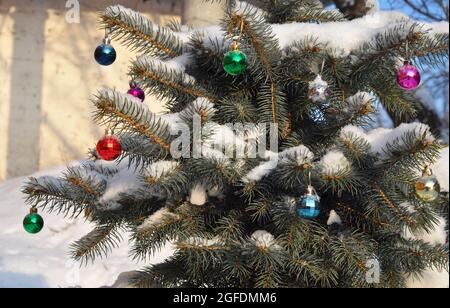 Ein Weihnachtsbaum aus blauer Fichte, geschmückt mit bunten, hellen Weihnachtskugeln, Kugeln und Spielzeug, das in der Sonne unter den verschneiten Tannenzweigen in w glitzert Stockfoto