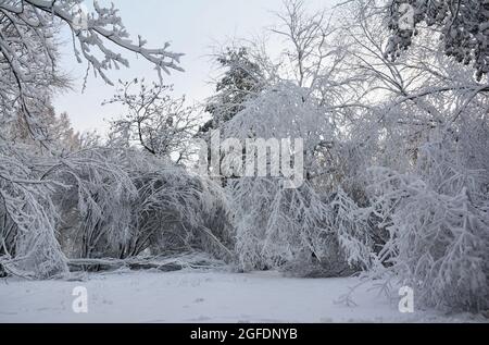 Wunderschöne weiße Winterlandschaft. Schneebedeckter Winter in einem Laubwald mit einem tiefen Schneeteppich auf dem Boden, verbeugten Ästen von Bäumen und Büschen unter t Stockfoto