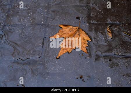 Herbst lassen Sie im Wasser, schwimmende Herbstblatt. Die Herbstsaison vergeht im Regen. Oktober Wetter, November Natur Hintergrund Stockfoto