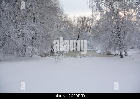 Romantische und schöne Winterlandschaft. Ein gefrorener herzförmiger Teich, Wasseroberfläche umgeben von hohen Bäumen, bedeckt mit dickem weißen Schnee und einem weißen sn Stockfoto