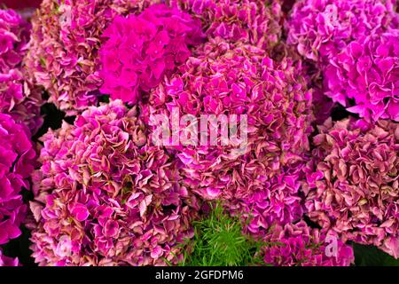 Nahaufnahme eines Strauchens mit rosa Blumen mit Hortensien Stockfoto