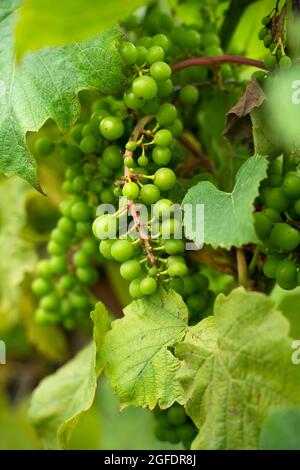 Grüne Trauben auf der Rebe von Weingut Weingut Bauernhof Stockfoto