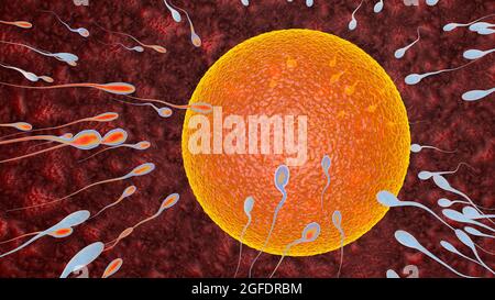 Befruchtung ist die Fusion von haploiden Gameten, Ei und Spermien Konzept Befruchtung und Implantation 3D Rendering Illustration Stockfoto
