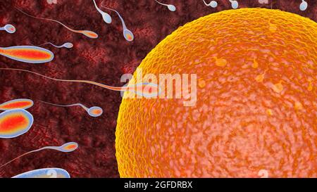 Befruchtung ist die Fusion von haploiden Gameten, Ei und Spermien Konzept Befruchtung und Implantation 3D Rendering Illustration Stockfoto