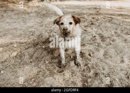 Lustige schmutzige Jack russell Hund nach dem Spiel in einer Schlammpfütze in der Sommersaison Stockfoto