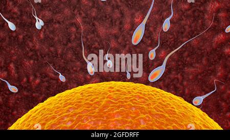 Befruchtung ist die Fusion von haploiden Gameten, Ei und Spermien Konzept Befruchtung und Implantation 3D Rendering Illustration Stockfoto