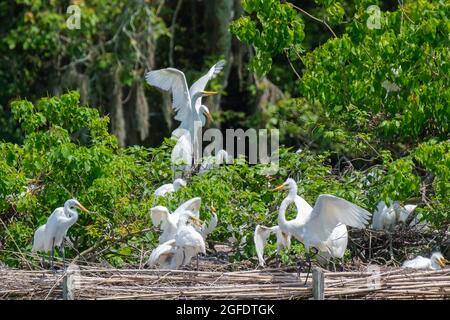 Reiher Rookery in South Louisiana, USA Stockfoto