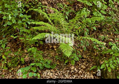 Nahaufnahme tropischer grüner Strauch nephrolepis exaltata Schwertfarn, Sofia, Bulgarien Stockfoto