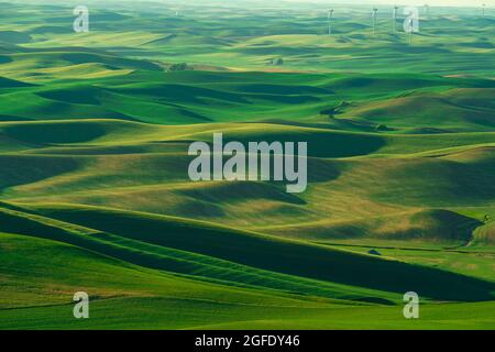 Blick vom Palouse, Washington State, mit grünen Weizenlandfeldern Stockfoto